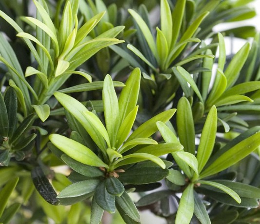 Подокарп крупнолистный (Podocarpus macrophyllus)