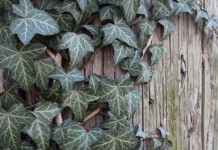Плющ обыкновенный (Hedera helix)