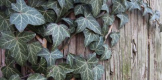 Плющ обыкновенный (Hedera helix)