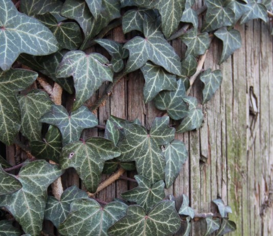 Плющ обыкновенный (Hedera helix)