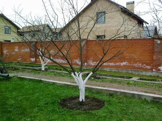 Весенний уход за садом