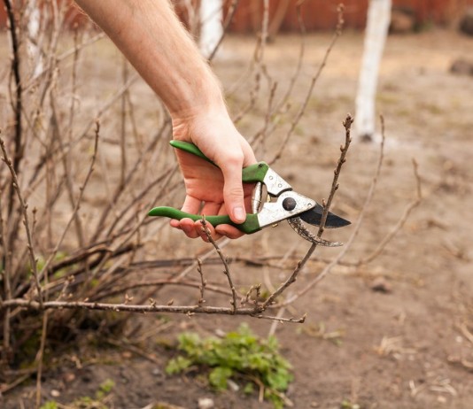 Весенний уход за смородиной по правилам - Ягодник Весенняя образка смородины