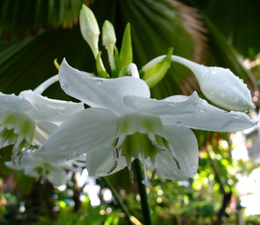 Эухарис — само изящество - Комнатные растения Эухарис