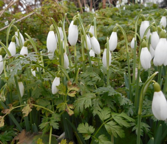 Подснежники