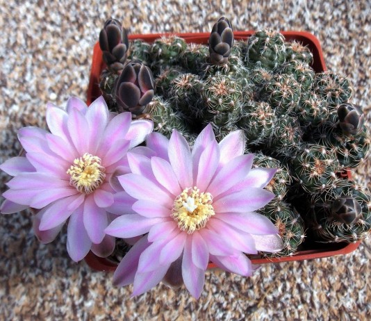 Гимнокалициум — колючая прелесть - Комнатные растения Гимнокалициум