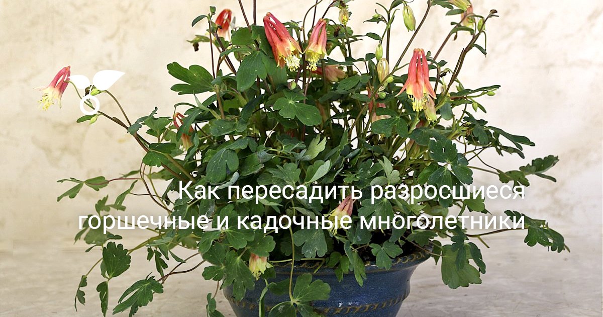 Как пересадить разросшиеся горшечные и кадочные многолетники