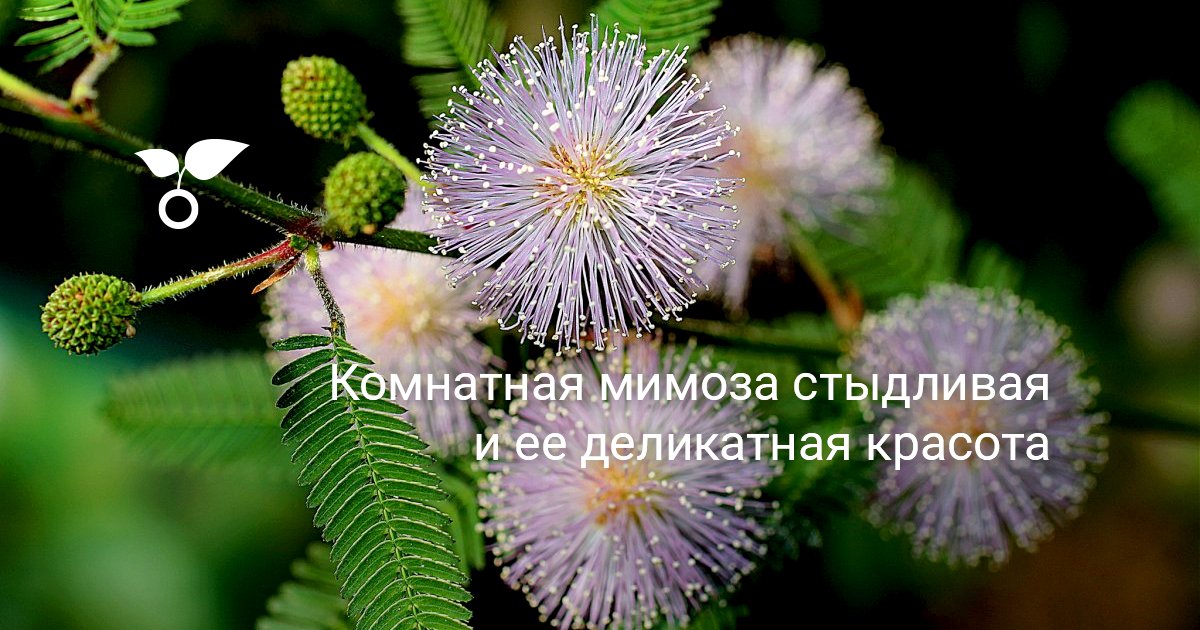 Комнатная мимоза стыдливая и ее деликатная красота