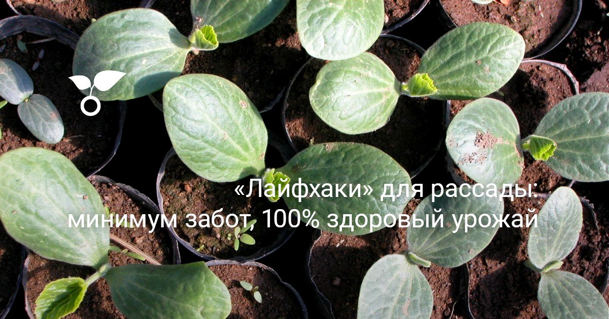 «Лайфхаки» для рассады: минимум забот, 100% здоровый урожай