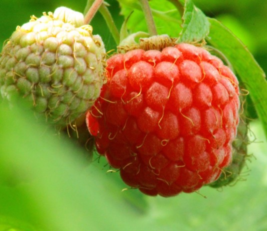 Малина — посадка, уход, размножение - Ягодник Ягоды малины на кусте