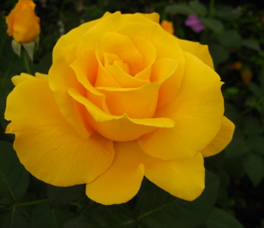 Чайно-гибридная роза, сорт "Midas Touch"