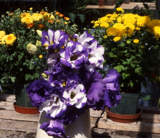 Лучшие цветы для выращивания живых букетов на подоконнике - Комнатные растения Хризантемы и эустома в горшках