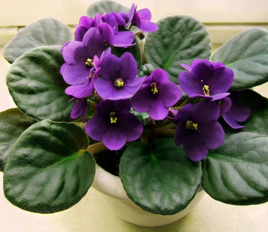 Сенполия, или Узамбарская фиалка - Красивоцветущие Сенполия