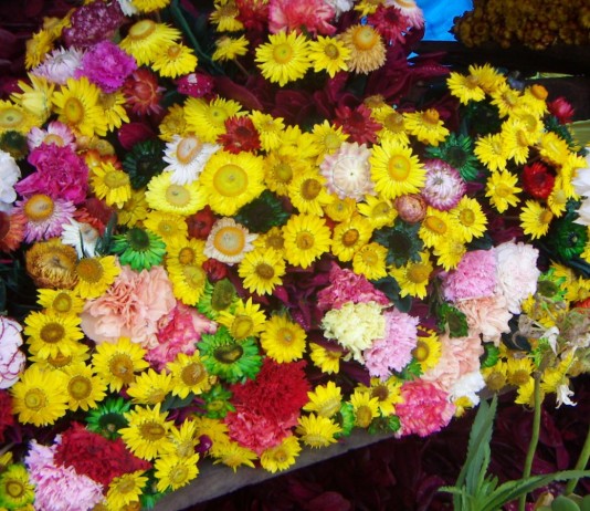 Засушенные цветы