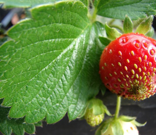 Выращивание клубники - Ягодник Клубника