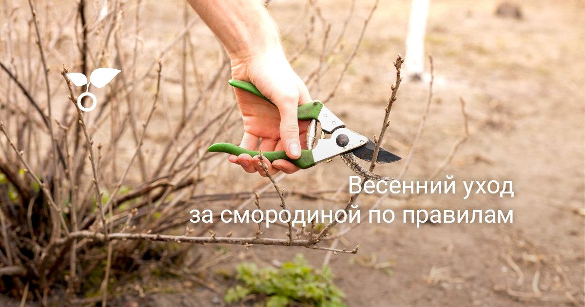Весенний уход за смородиной по правилам