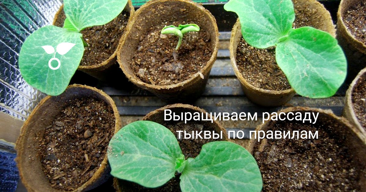 Выращиваем рассаду тыквы по правилам