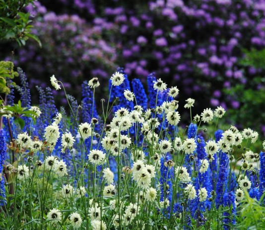 Цефалярия в ландшафтном дизайне