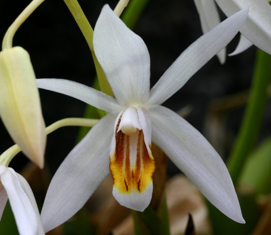 Цветок целогины