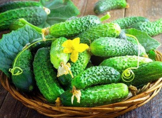 Огурцы от компании «СеДеК»