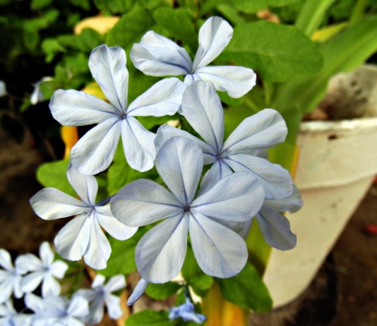 Свинчатка ушковидная или капская (Plumbago auriculata)
