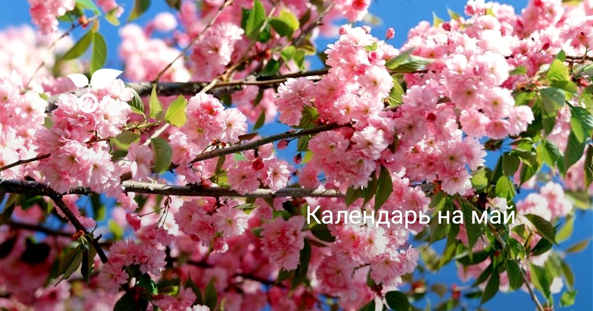 Календарь на май — Ботаничка