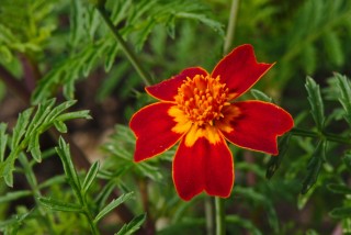 Бархатцы тонколистные (Tagetes tenuifolia) Бархатцы тонколистные (Tagetes tenuifolia)