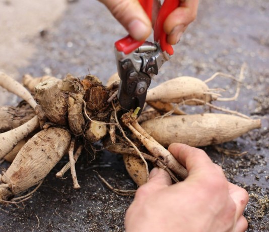 Деление корневища георгины