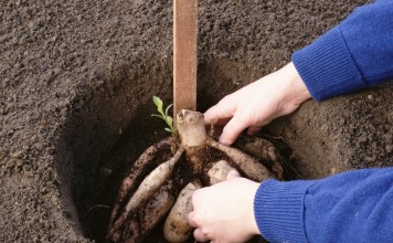 Посадка георгин