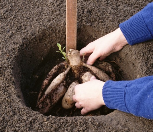 Посадка георгин