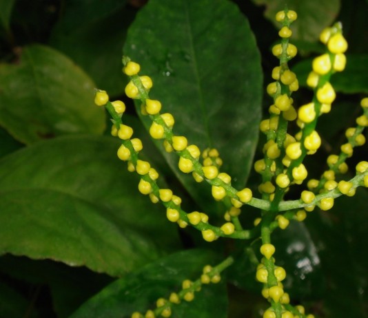 Комнатный хлорантус