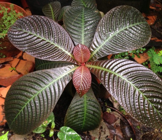 Комнатная гофмания