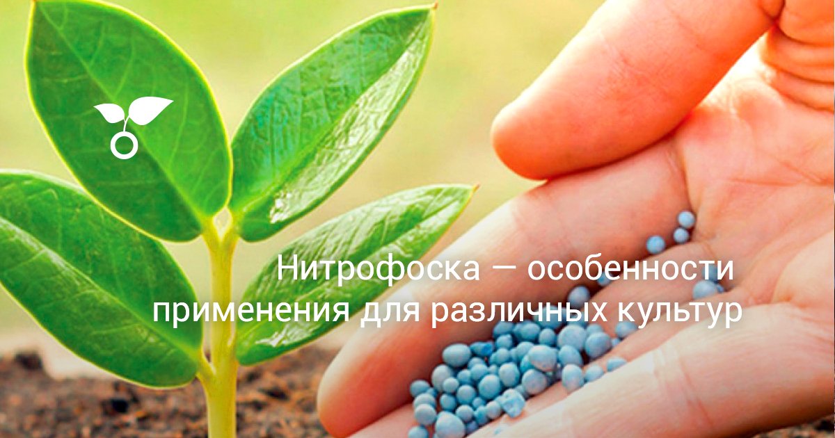 Нитрофоска — особенности применения для различных культур
