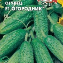 Огурец «Огородник»