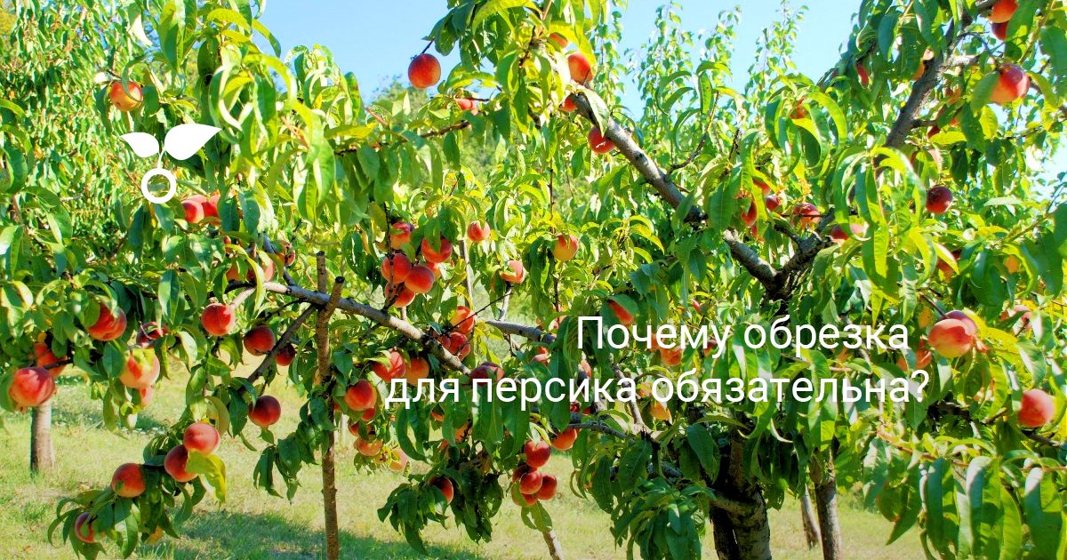 Почему обрезка для персика обязательна?