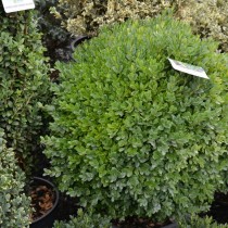 Самшит обыкновенный или вечнозеленый (Buxus sempervirens) Самшит обыкновенный или вечнозеленый (Buxus sempervirens)
