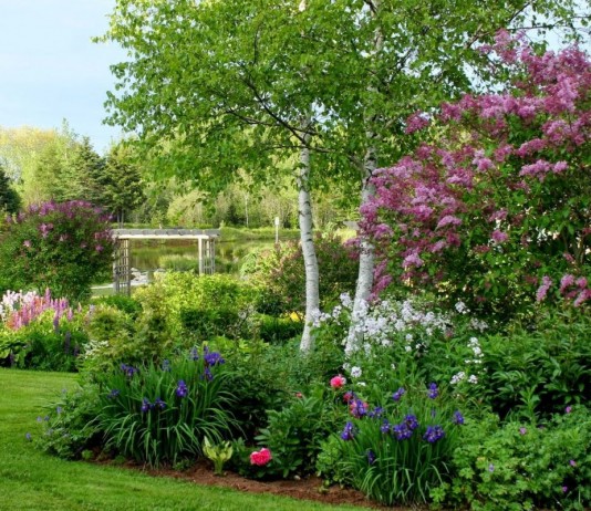 Сирень в дизайне сада