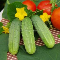 Огурец «Закусочный»