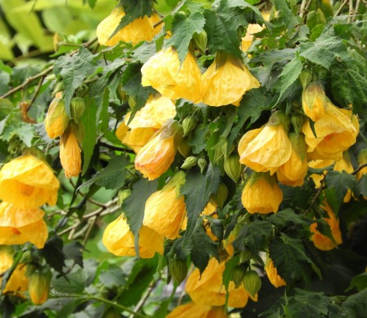 Садовые формы абутилона - Цветы многолетние Абутилон гибридный (Abutilon x hybridum «Moonchimes»)