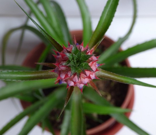 Как вырастить ананас дома? - Бромелиевые Комнатный ананас