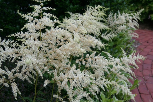 Астильба (Astilbe)