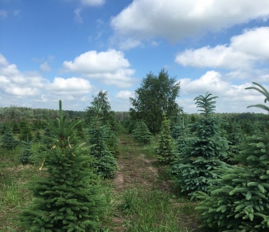 Выращивание ели голубой с применением биопрепаратов Трихоплант и Экомик Урожайный