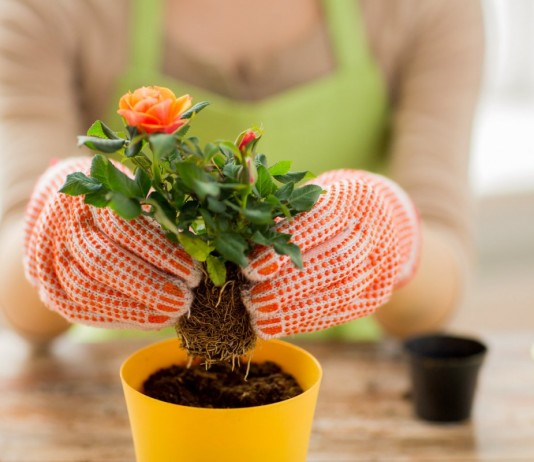 5 лучших садовых растений, которые можно выращивать дома - Красивоцветущие Сегодня ассортимент комнатных растений все чаще пополняется за счет садовых культур