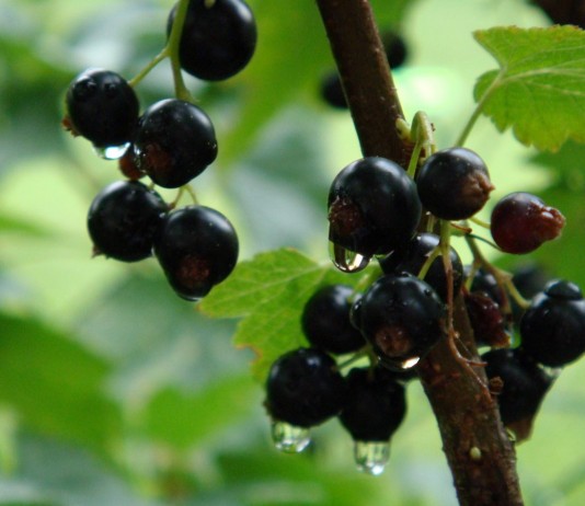 15 лучших сортов чёрной смородины - Ягодник Чёрная смородина