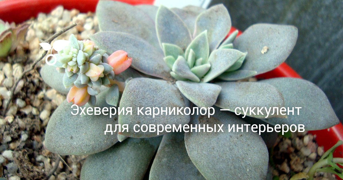 Эхеверия карниколор — суккулент для современных интерьеров