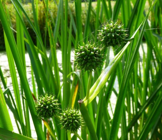 Прибрежные ежеголовники