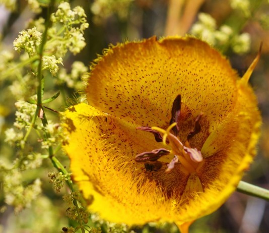 Калохортусы — экзотические лилии-бабочки в саду - Цветы многолетние Калохортус "Golden Nugget"