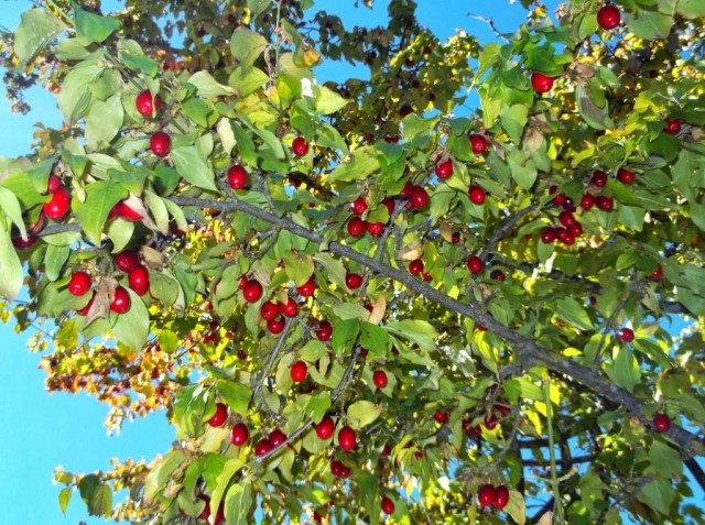 Кизил обыкновенный, или Кизил мужской (Cornus mas) Кизил обыкновенный, или Кизил мужской (Cornus mas)