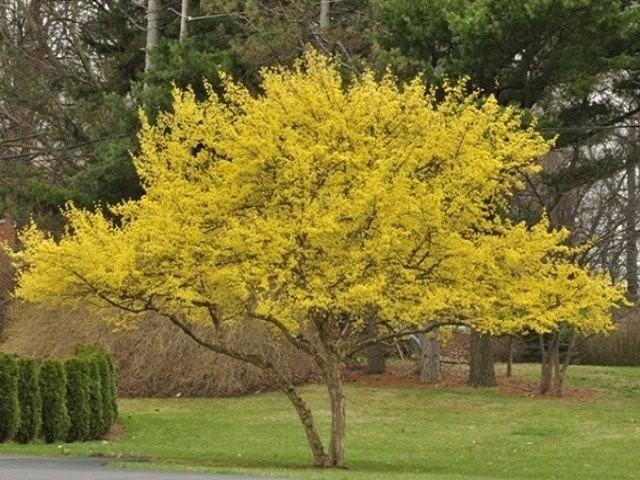 Кизил обыкновенный (Cornus mas) Кизил обыкновенный (Cornus mas)