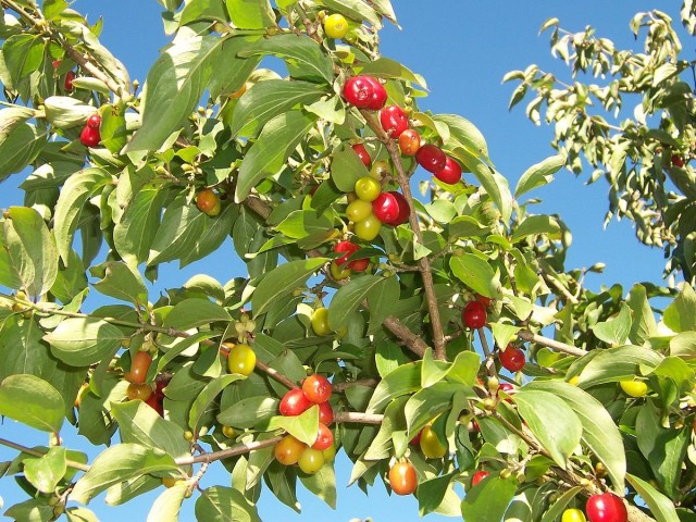 Кизил обыкновенный (Cornus mas) Кизил обыкновенный (Cornus mas)