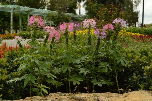 Клеома колючая (Cleome Spinosa)